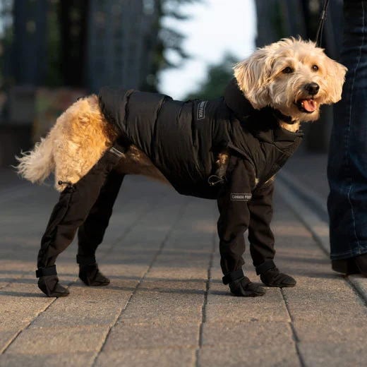Canine Snow Boots
